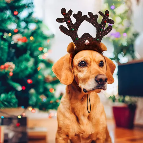 Vista 4 de Aneco Paquete de 3 diademas de Navidad para perro, diseño de reno de Navidad, accesorios para disfraz de mascota