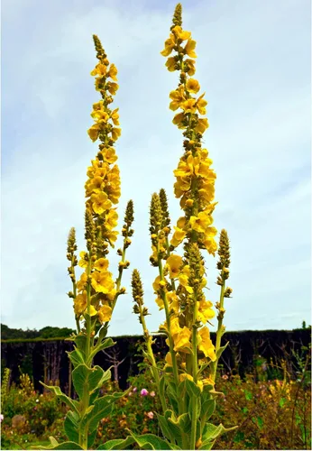 Vista 8 de Great Mullein Verbascum thapsus 1500 Semillas Heirloom - Sin OGM - Polinizado abierto