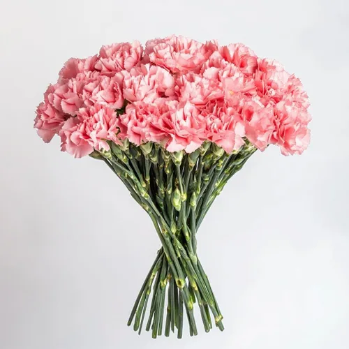 Vista 13 de GlobalRose 100 flores de clavel rojas - Claveles al día siguiente flores frescas para entrega Prime - Ramo fresco seleccionado a mano para Rojo