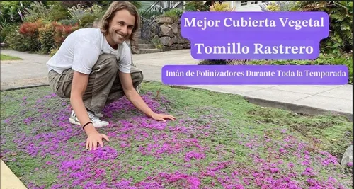 Vista 3 de Más de 1500 semillas de tomillo rastrero púrpura rosa cubierta de suelo reliquia, sin OMG