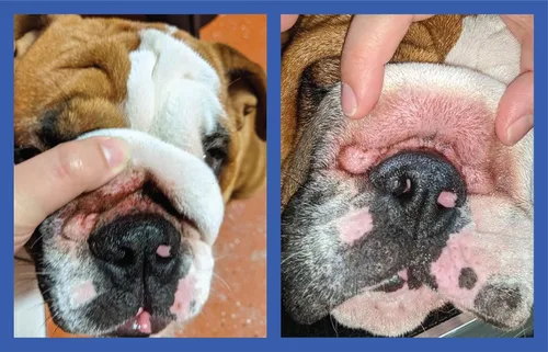 Vista 8 de Squishface Pasta antiarrugas – Bulldog, bulldog francés, pug, bulldog inglés – Limpia arrugas, manchas de lágrimas, bolsillos de cola y patas