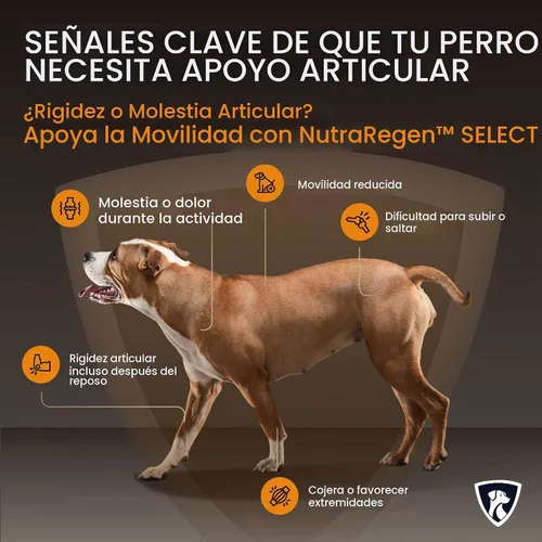 Vista 6 de NutraRegen Select Forte Suplemento para articulaciones de perros mayores – Glucosamina, condroitina, MSM, colágeno y mejillón de labios verdes