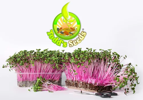 Vista 6 de Todd's Seeds Semillas de germinación de rábano Rambo, 1 libra, sin OMG Llamativos brotes rojos/morados. Listo en 5 días. Alto en vitaminas