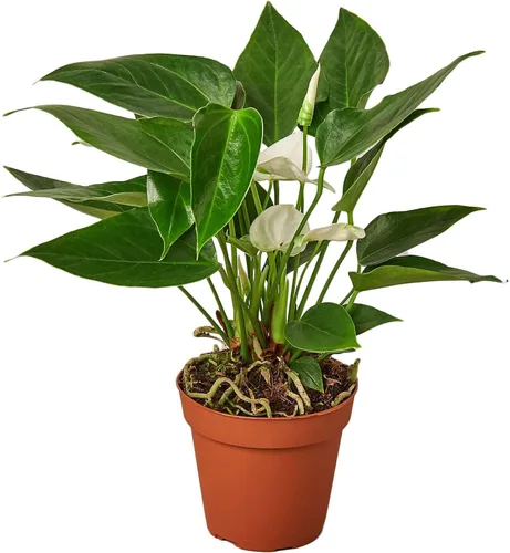 Vista 11 de Planta viva rosa Anthurium para interior Plantas de interior en maceta