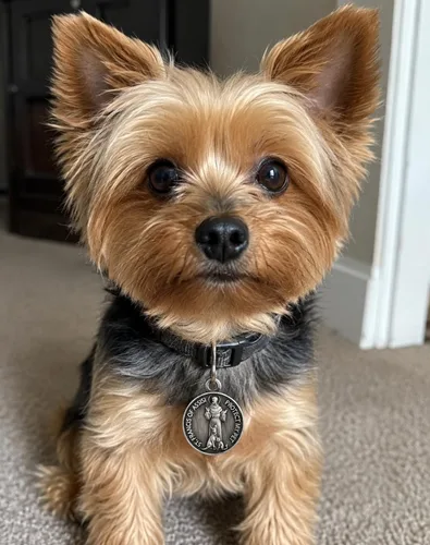 Vista 3 de Collar de perro con medalla de San Francisco, colgante italiano, paquete de 5 tarjetas de protección para mascotas Hecho en Italia de metal