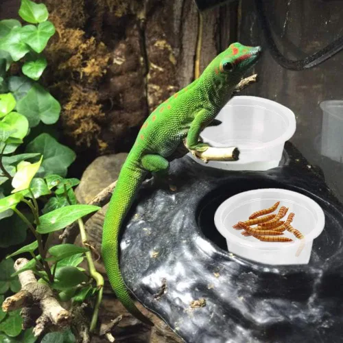 Vista 4 de Plato de comida Gecko crestado, 100 unidades, tazas de alimentación de reptiles de plástico de 0.5 onzas