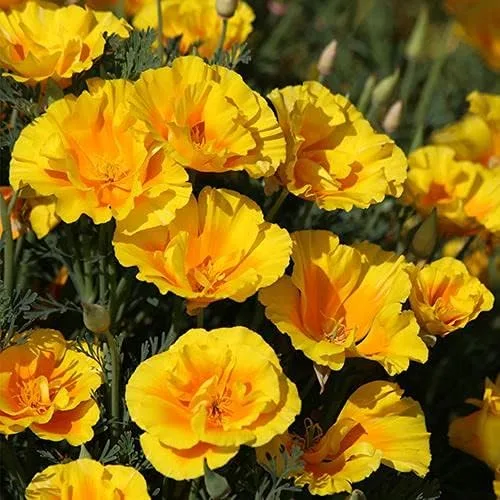 Vista 6 de Park Seed Semillas de plantas de flores de amapola, fáciles de cultivar, perfectas para jardín de primavera, gris increíble, paquete de 100