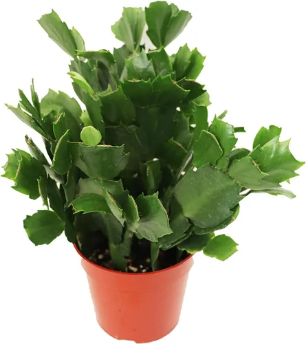Vista 5 de Haworthia Zebra Succulent - 4" de California Tropicals