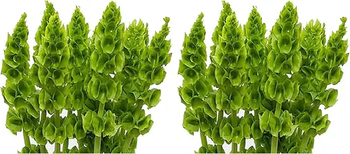 Vista 5 de Bells of Ireland Seeds - Gran adición a los bordes de las flores, aproximadamente 150 semillas