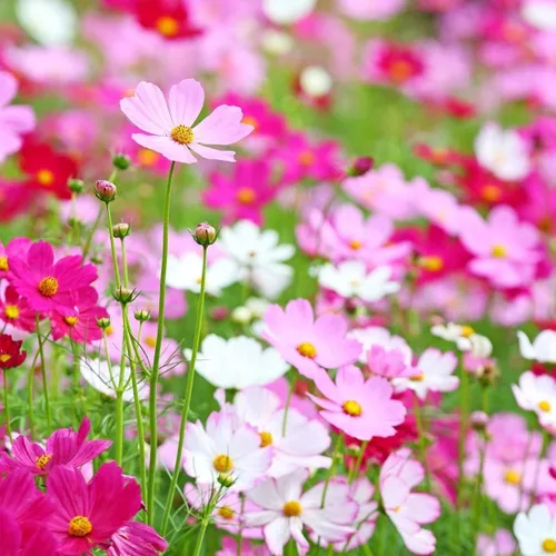 Vista 2 de 2000 Sensation Mix Cosmos Bipinnatus Seeds, por Seeds2Go