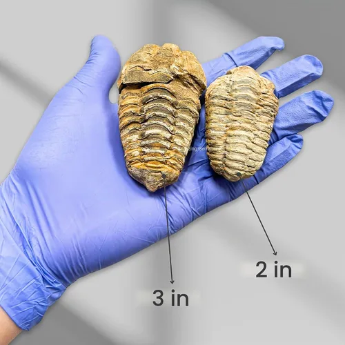 Vista 3 de Fósiles de trilobite (1, 2 pulgadas)
