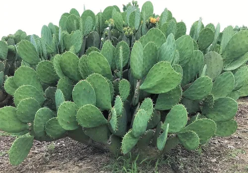 Vista 6 de Creation Cultivated - Live "Spineless Tunly Pear Cactus" - Opuntia cacanapa "Ellisiana" (1 corte de almohadilla) / Cactus resistente al invierno
