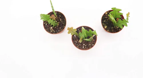Vista 2 de Fishbone Cactus (combo de tres plantas) - Maceta de cultivo de 2.5 pulgadas California Tropicals