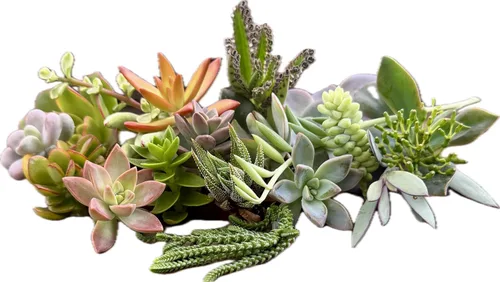 Vista 3 de 25 mini esquejes de suculentas vivas surtidas, no hay 2 suculentas iguales, ideales para terrarios, mini jardines y como plantas de inicio. Plantas