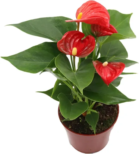 Vista 2 de Anthurium rosa - 4" de California Tropicals