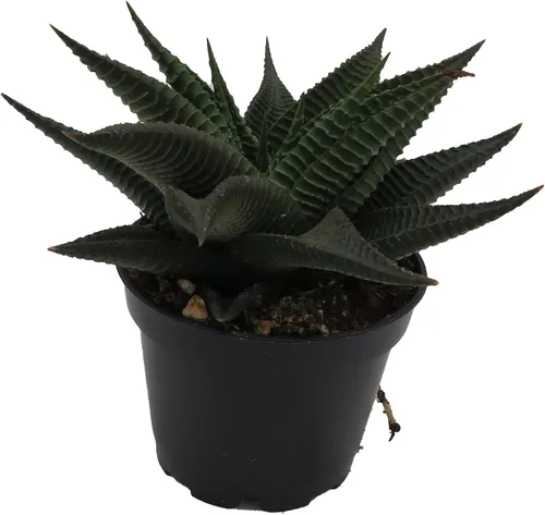 Vista 4 de Twister Haworthia limifolia – Olla de 2.5 pulgadas – Fácil de cultivar Suculenta