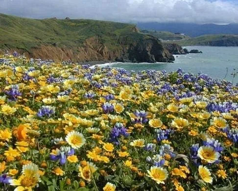 Vista 7 de Mezcla de semillas de flores silvestres de California a granel sin OMG (1 lb) 843,000 semillas