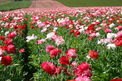 Vista 2 de Flores perennes de Papaver de mezcla de amapola oriental para plantar