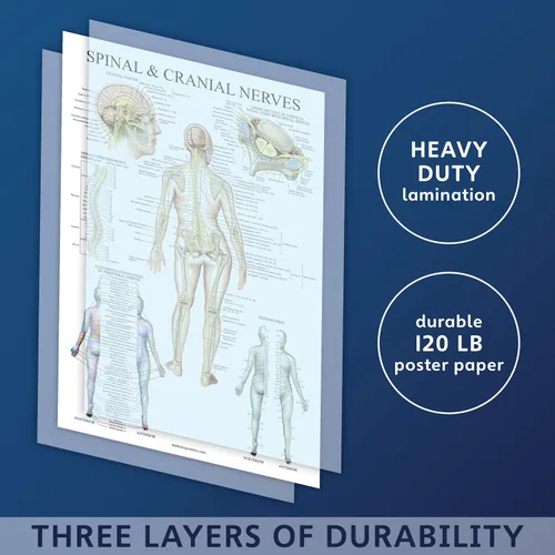 Vista 2 de Palace Learning Paquete de 2 pósteres de anatomía de nervios espinales y sistema nervioso, juego de 2 gráficos anatómicos, columna