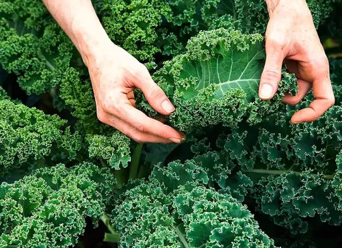 Vista 2 de Semillas de col rizada Tipo arbusto de hoja vegetal de col verde para plantar semillas gigantes sin OMG 200