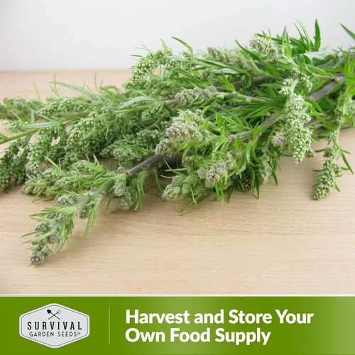 Vista 5 de Survival Garden Seeds Semillas comunes de artemisa para plantar, 1 paquete Heirloom Artemisia Vulgaris Medicinal Tea Herb, East Asian Culinary