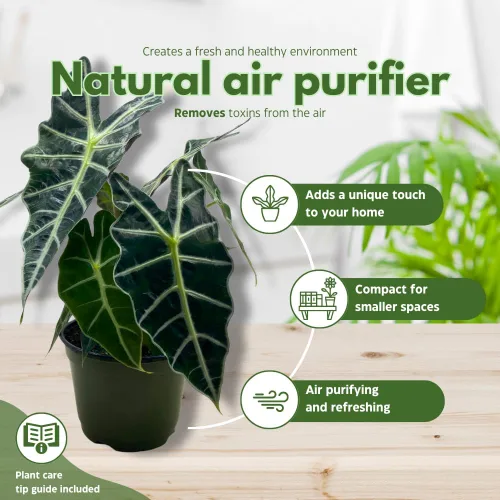 Vista 9 de BubbleBlooms Alocasia Polly Máscara africana Amazonica en maceta de 6 pulgadas