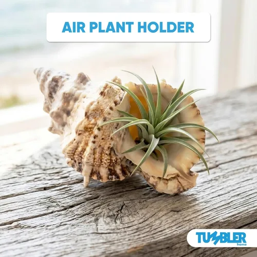 Vista 6 de Tumbler Home Conchas marinas grandes para decoración o pecera, decoración costera y náutica, soporte para plantas de aire, adornos de acuario