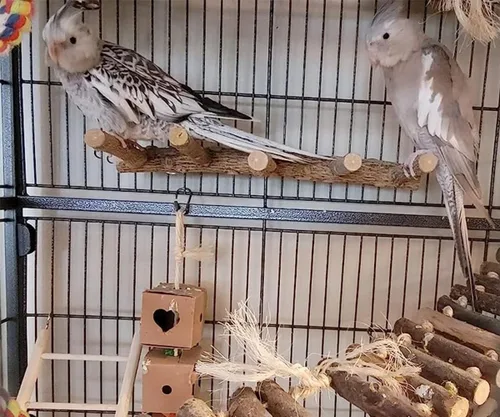 Vista 3 de Escalera de loro para pájaros, perca para jaula, puente de madera para pájaros, soportes para ejercicio, loro que escala, juguetes para masticar