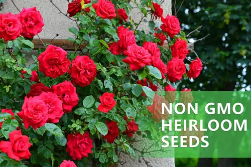 Vista 7 de Más de 600 semillas mixtas de rosas trepadoras para plantar al aire libre, ornamentales, rosales, enredaderas, trepadoras, floración larga