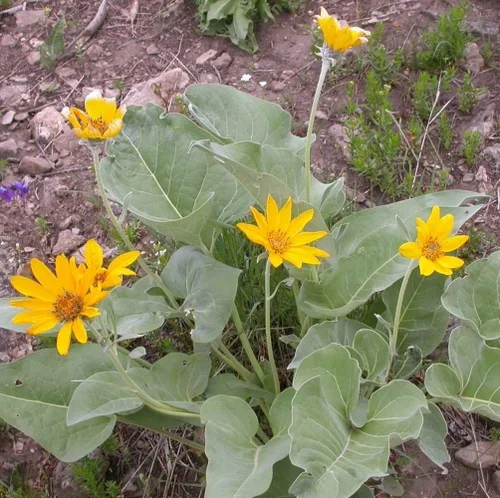 Vista 3 de Arrowleaf Balsamroot 125 Semillas Balsamorhiza sagittata