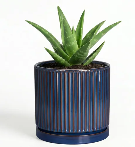 Vista 60 de 8 Inch Flower Pot, Ceramic Planters, Round Plant Pot, Beige