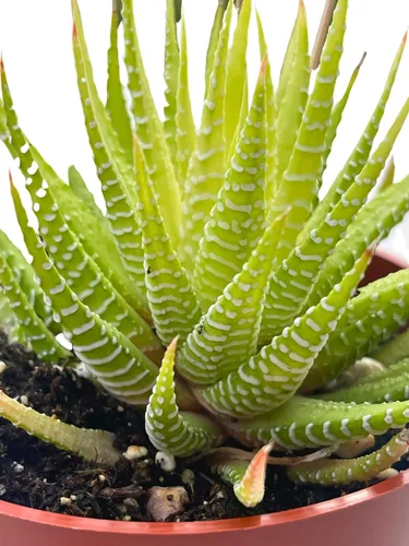 Vista 20 de Suculenta viva de 4 pulgadas "Baby Toes Fenestraria Rhopalophylla, plantas suculentas vivas completamente enraizadas, planta