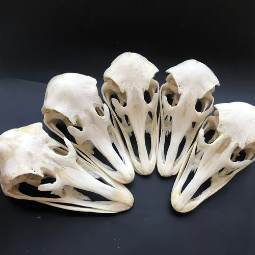 Vista 18 de Venta al por mayor 1/2/3/5/10 piezas Cráneos de Animales Reales de Taxidermia, Espécimen de Huesos Reales, Suministros de Arte Hueso Medicina