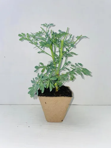 Vista 3 de Ruda/Rue - Planta completa con raíz en maceta de 4 pulgadas