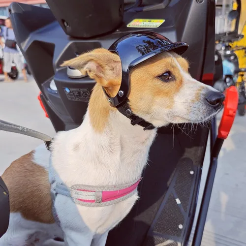 Vista 7 de Namsan - Cascos de perro para perros pequeños, casco para perros pequeños con orificios para las orejas, cascos de seguridad para cachorros