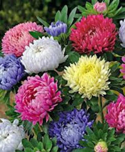 Vista 3 de Aster, Gigantes de California, 100 semillas, hermosas flores vívidas y brillantes