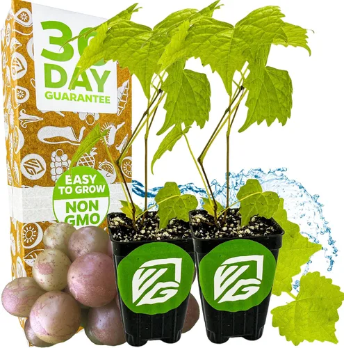 Vista 15 de Alachua Muscadine Grape Vine (paquete de 1) Planta viva por Wellspring