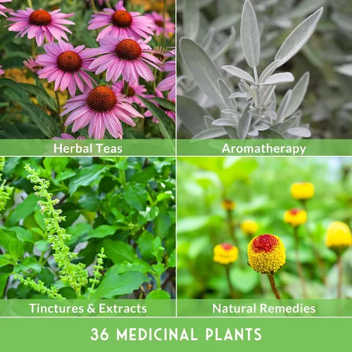 Vista 11 de Paquete de Variedad de Semillas de Hierbas Medicinales Ultimate – 36 Hierbas Curativas Heirloom sin OGM para Plantar Kit de Jardín de Bienestar