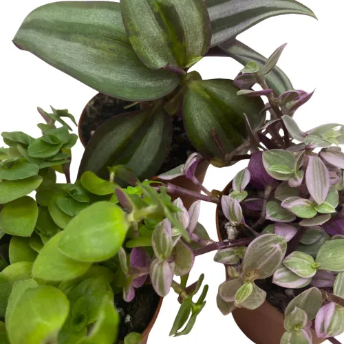 Vista 4 de Surtido de Wandering Due, variedad Tradescantia, 2 pulgadas, juego de 3 pequeñas mini plantas Pixie