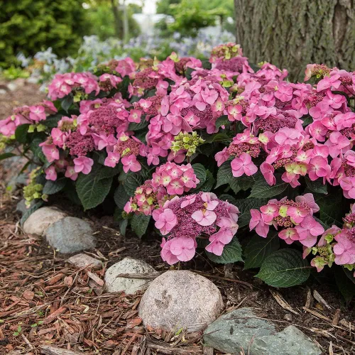 Vista 4 de Blooming & Beautiful - Pop Star Bigleaf Hydrangea - 3 gal - Hortensias de verano sin fin - Rebloomer pesado compacto - Flores azules rosadas - Zonas