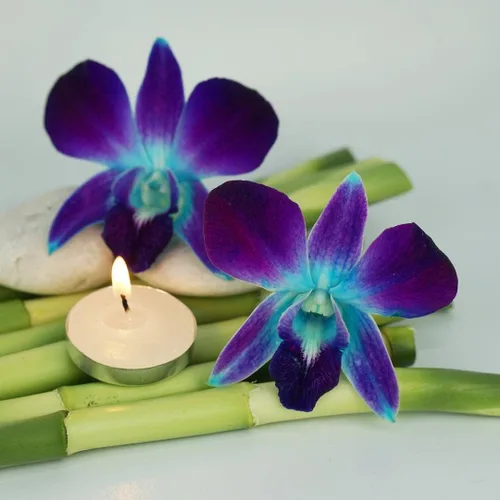 Vista 3 de Flores de orquídea frescas Miami OrchidClub USA Sunne Tropical en suelto, decoración para comida y bebida (100 AZUL PURPURA)