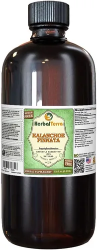 Vista 4 de Herbal Terra LLC Kalanchoe Pinnata (Bryophyllum Pinnatum) Extracto líquido sin alcohol de hojas secas y tallos de glicerita, 2 onzas líquidas