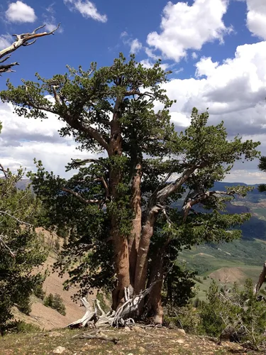 Vista 8 de Whitebark Pine Kit de cultivo de semillas de árbol The Jonsteen Company