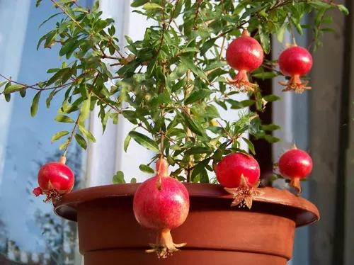 Vista 6 de Semillas de granada Fruta de reliquia sin OMG para plantar