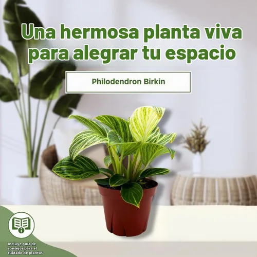 Vista 3 de BubbleBlooms Philodendron Birkin abigarrado 4 pulgadas