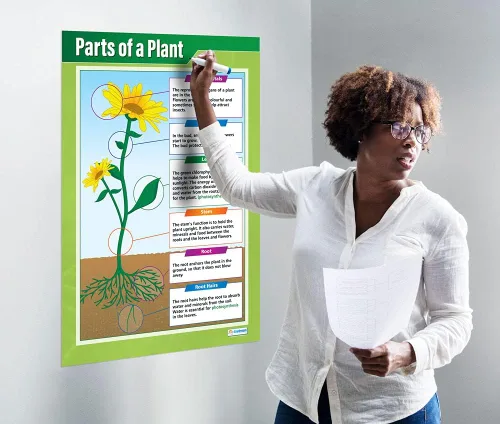 Vista 2 de Daydream Education Parts of a Plant Science - Póster para aula de ciencias de plantas, tamaño extragrande, 33 x 23.5 pulgadas, laminado, decoración