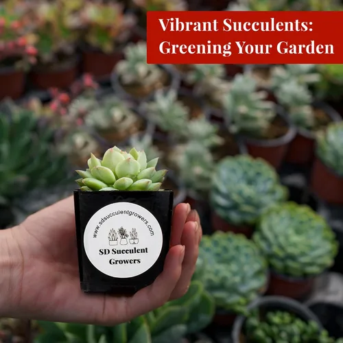 Vista 5 de Paquete misterioso de plantas suculentas vivas, variedad de plantas bien enraizadas en macetas de 2 pulgadas, plantas de interior reales, pequeñas
