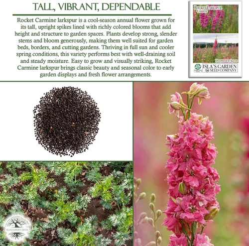 Vista 5 de Larkspur Rocket - Semillas de flores de carmín (Delphinium ajacis) – Más de 250 semillas sin OMG y reliquias de Isla's Garden Seeds, flores altas