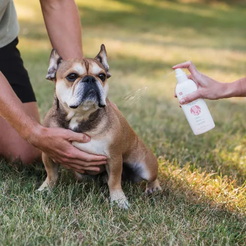 Vista 6 de Juego de Cuidado de Pelaje Suave por Veterinary Formula & Tweezerman – Spray Desenredante Gloss & Glide con Cepillo Slicker Pequeño para Perros