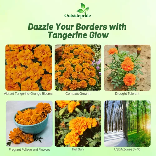 Vista 2 de Outsidepride Durango - Semillas de caléndula francesa de mandarina – 250 piezas anuales, compactas, tolerantes al calor y la sequía para plantar